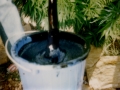Doc stirring 5 gallon bucket of Lebanese hash oil.  Bekka valley Lebanon, 1978.